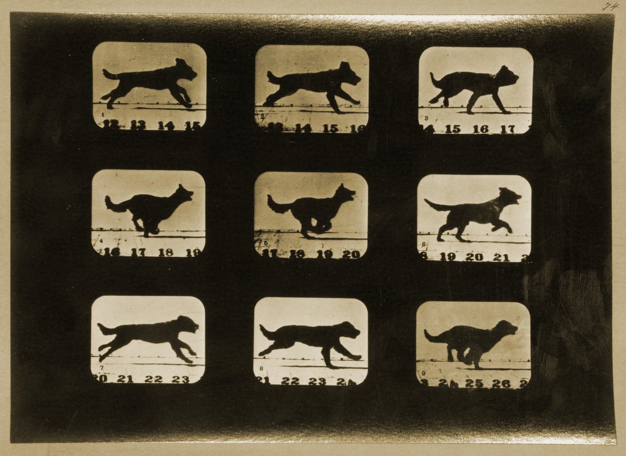 Biegnące psy, z serii „Lokomocja zwierząt”, ok. 1881 r. autorstwa Eadweard Muybridge
