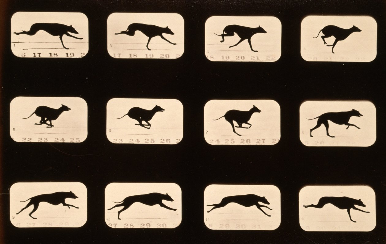 Greyhound, biegający z serii „Animal Locomotion”, ok. 1881 r. autorstwa Eadweard Muybridge