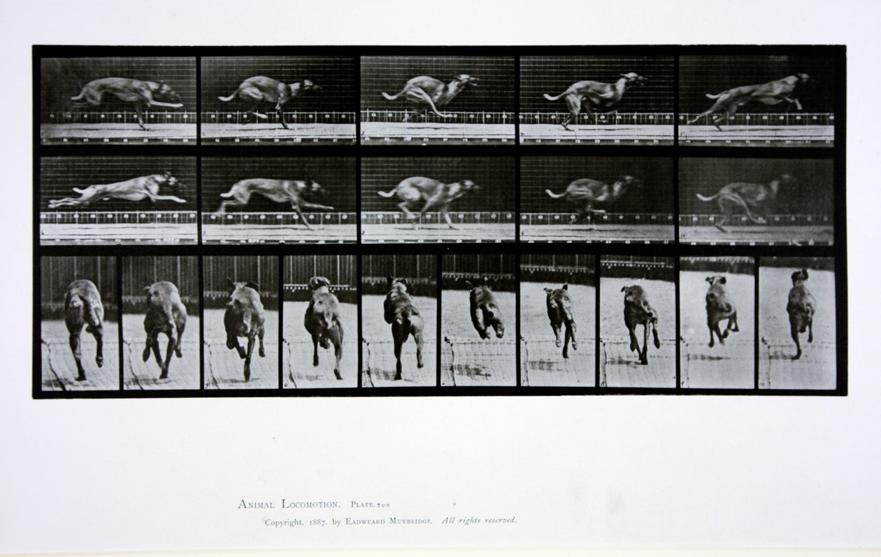 Bieg chartów, tablica 708 z filmu „Animal Locomotion”, 1887 autorstwa Eadweard Muybridge