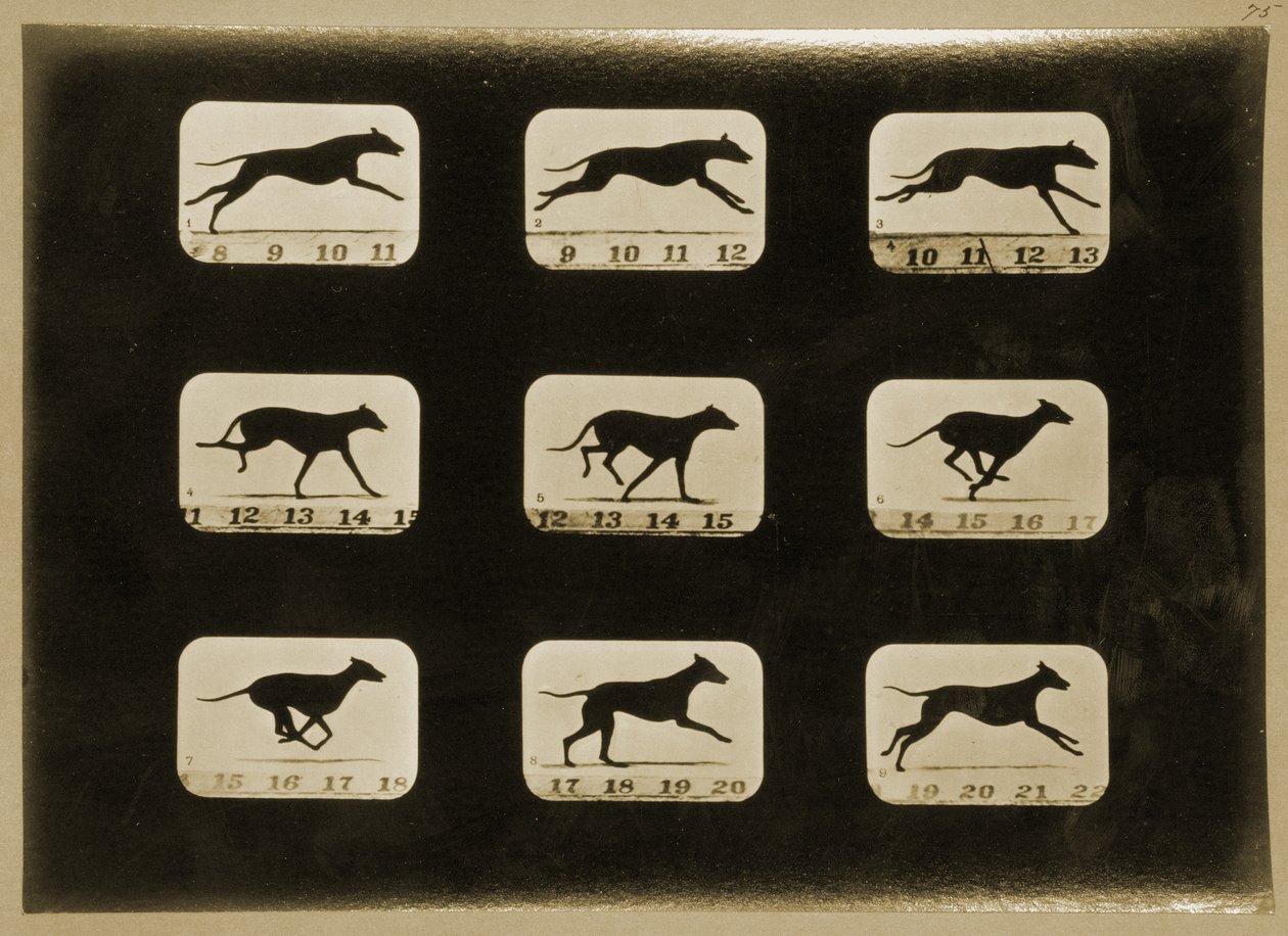 Biegające charty, z serii „Lokomocja zwierząt”, ok. 1881 r. autorstwa Eadweard Muybridge