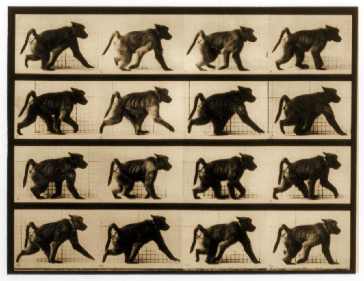 Sekwencja obrazów biegnącego pawiana, seria „Animal Locomotion”, c.1887 autorstwa Eadweard Muybridge
