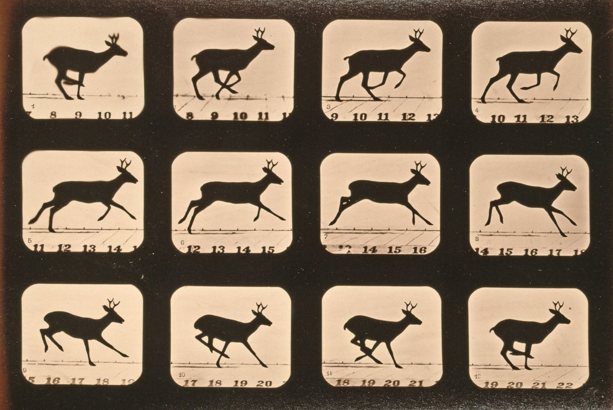 Sekwencja obrazów biegnącego jelenia, seria „Animal Locomotion”, c.1881 autorstwa Eadweard Muybridge