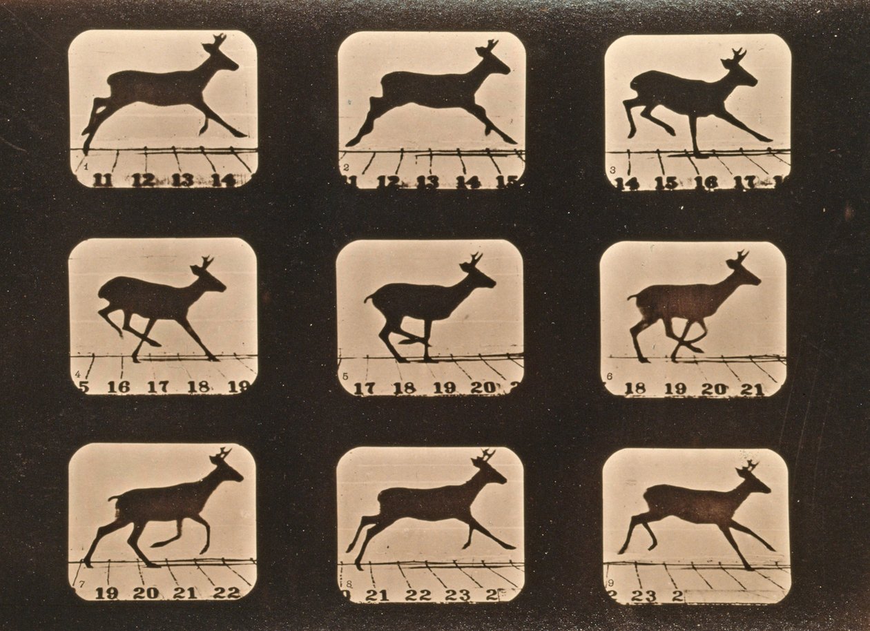 Sekwencja obrazów biegnącego jelenia, seria „Animal Locomotion”, c.1881 autorstwa Eadweard Muybridge