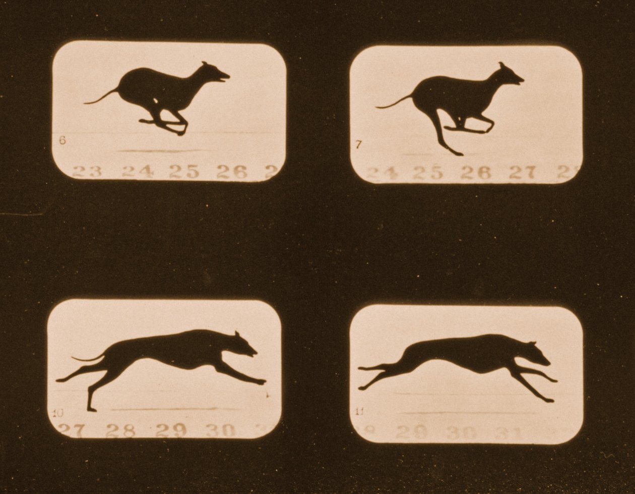 Sekwencja obrazów biegnących chartów, seria „Animal Locomotion”, c.1881 autorstwa Eadweard Muybridge