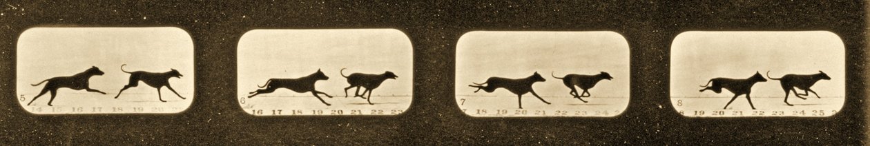Sekwencja obrazów biegnących chartów, seria „Animal Locomotion”, c.1881 autorstwa Eadweard Muybridge