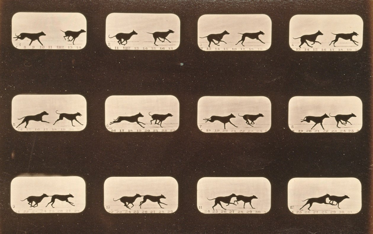 Sekwencja obrazów biegnących chartów, seria „Animal Locomotion”, c.1881 autorstwa Eadweard Muybridge
