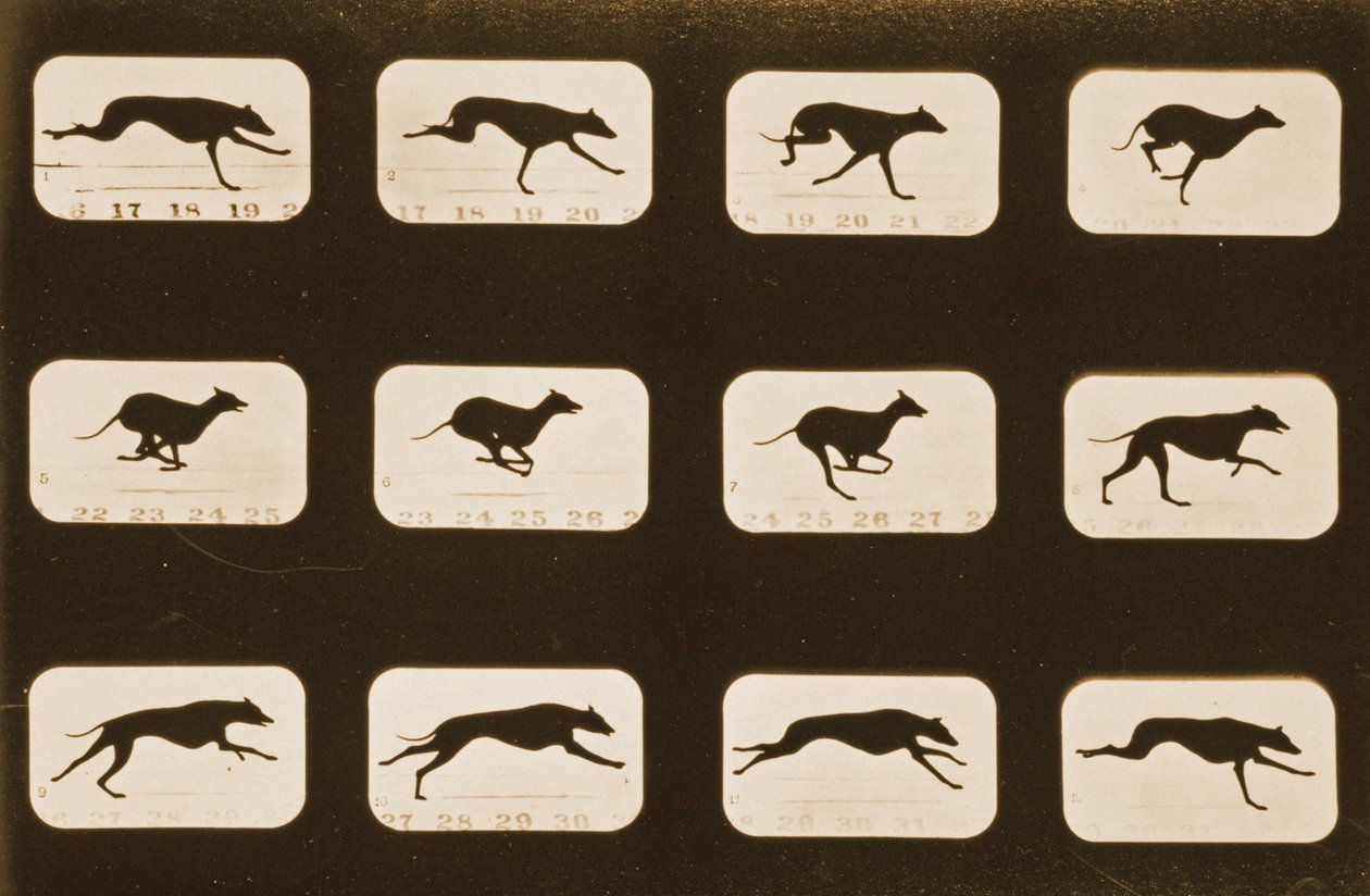 Sekwencja obrazów biegnących chartów, seria „Animal Locomotion”, c.1881 autorstwa Eadweard Muybridge