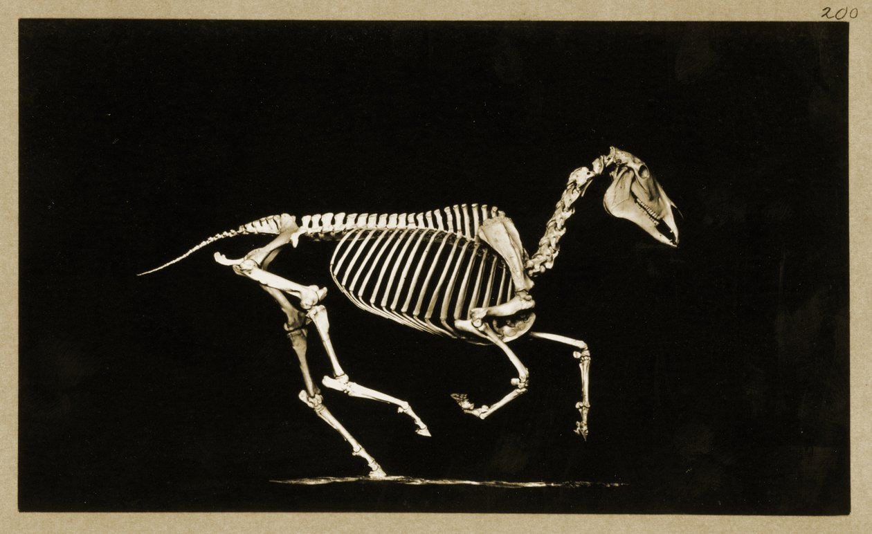 Szkielet biegnącego konia autorstwa Eadweard Muybridge