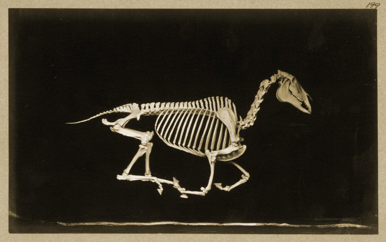 Szkielet biegnącego konia autorstwa Eadweard Muybridge