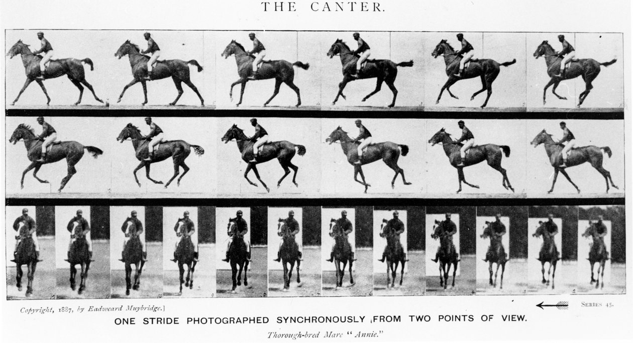 Kanter: One Stride Photographer Synchronously from Two Points of View, 1887, ilustracja z "Animals in Motion" Eadwearda Muybridge