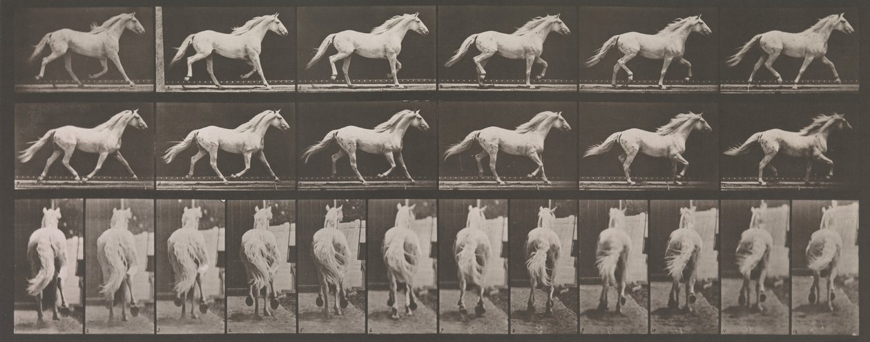 Lokomocja zwierząt. Elektrofotograficzne badanie kolejnych faz zwierząt..., lata 80. XIX wieku. autorstwa Eadweard Muybridge