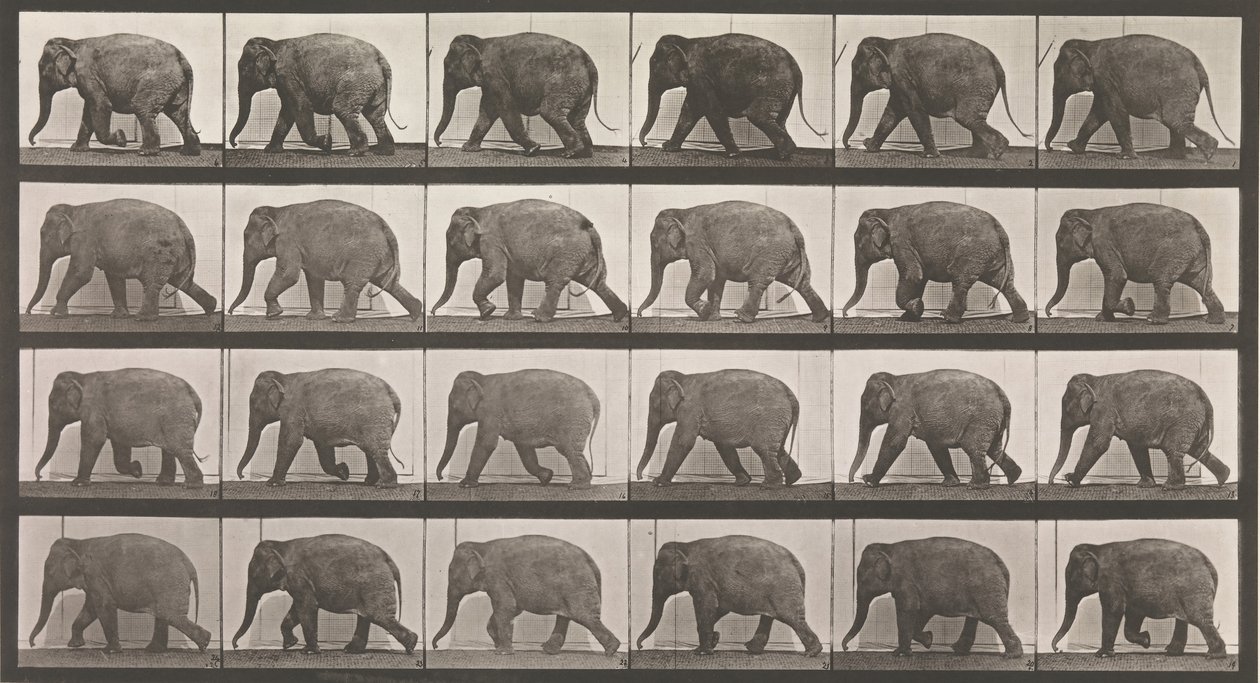 Lokomocja zwierząt. Elektrofotograficzne badanie kolejnych faz zwierząt..., lata 80. XIX wieku. autorstwa Eadweard Muybridge