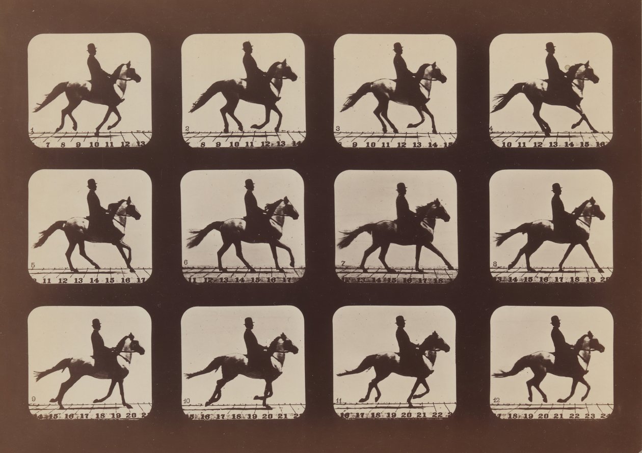Postawy zwierząt w ruchu, 1879, wydrukowane 1881. autorstwa Eadweard Muybridge