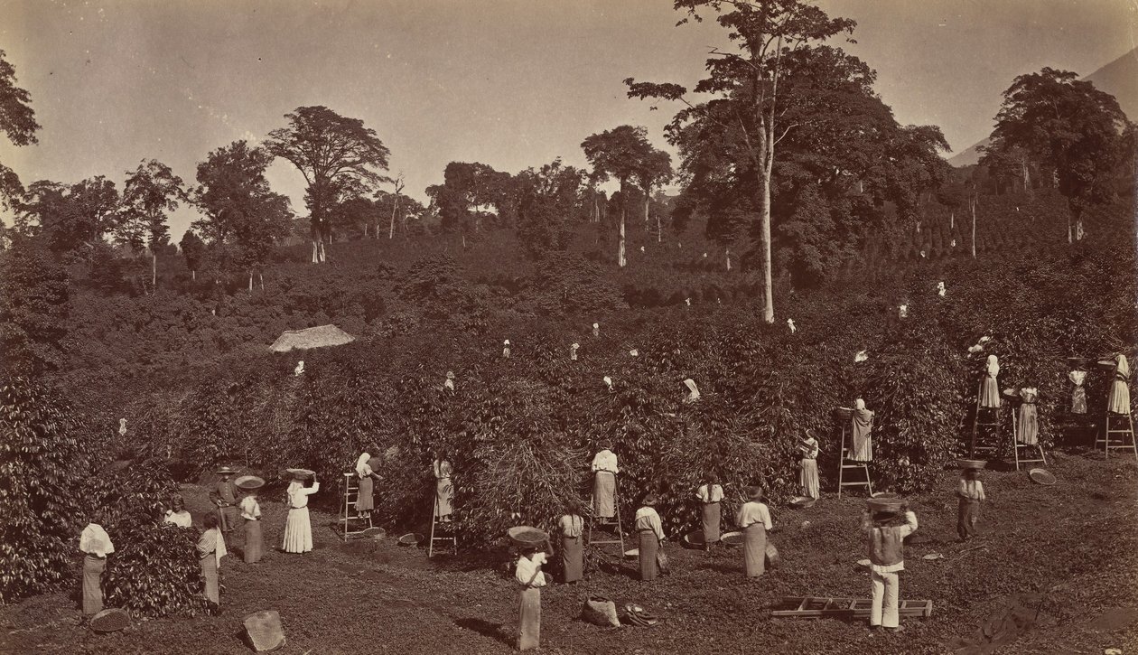 Zbiór kawy, Las Nubes-Gwatemala, 1875. autorstwa Eadweard Muybridge