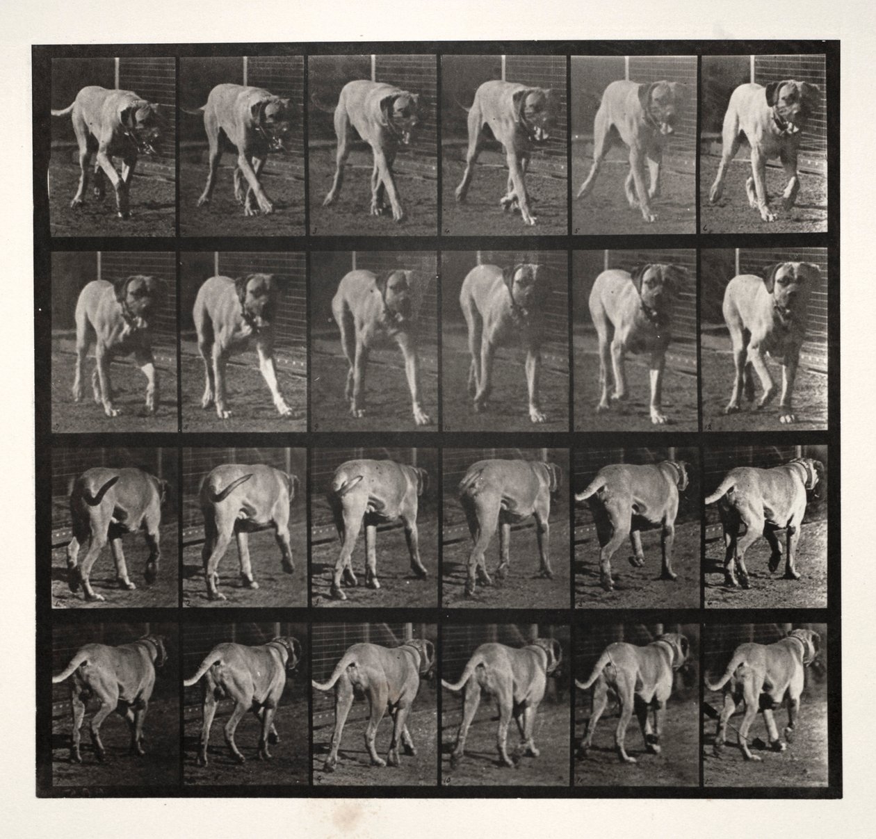 Straszny kłus, 1887. autorstwa Eadweard Muybridge