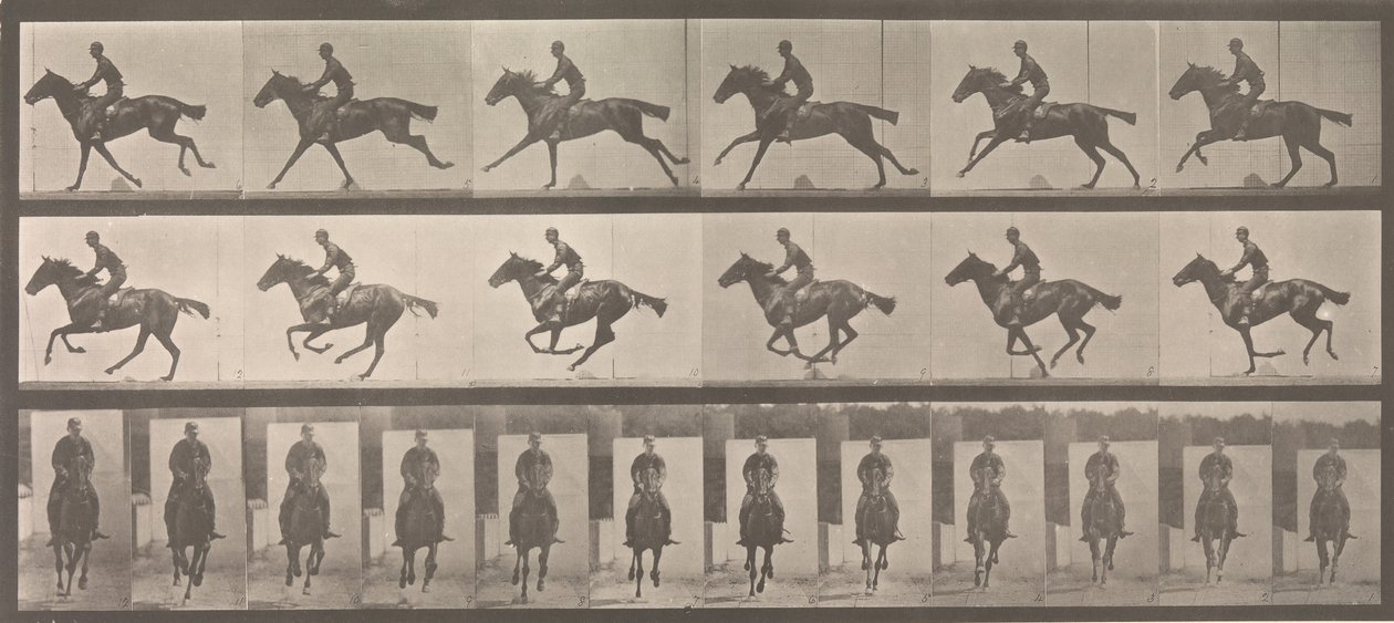 [Galop konny i jeździec], 1883-86, druk 1887. autorstwa Eadweard Muybridge