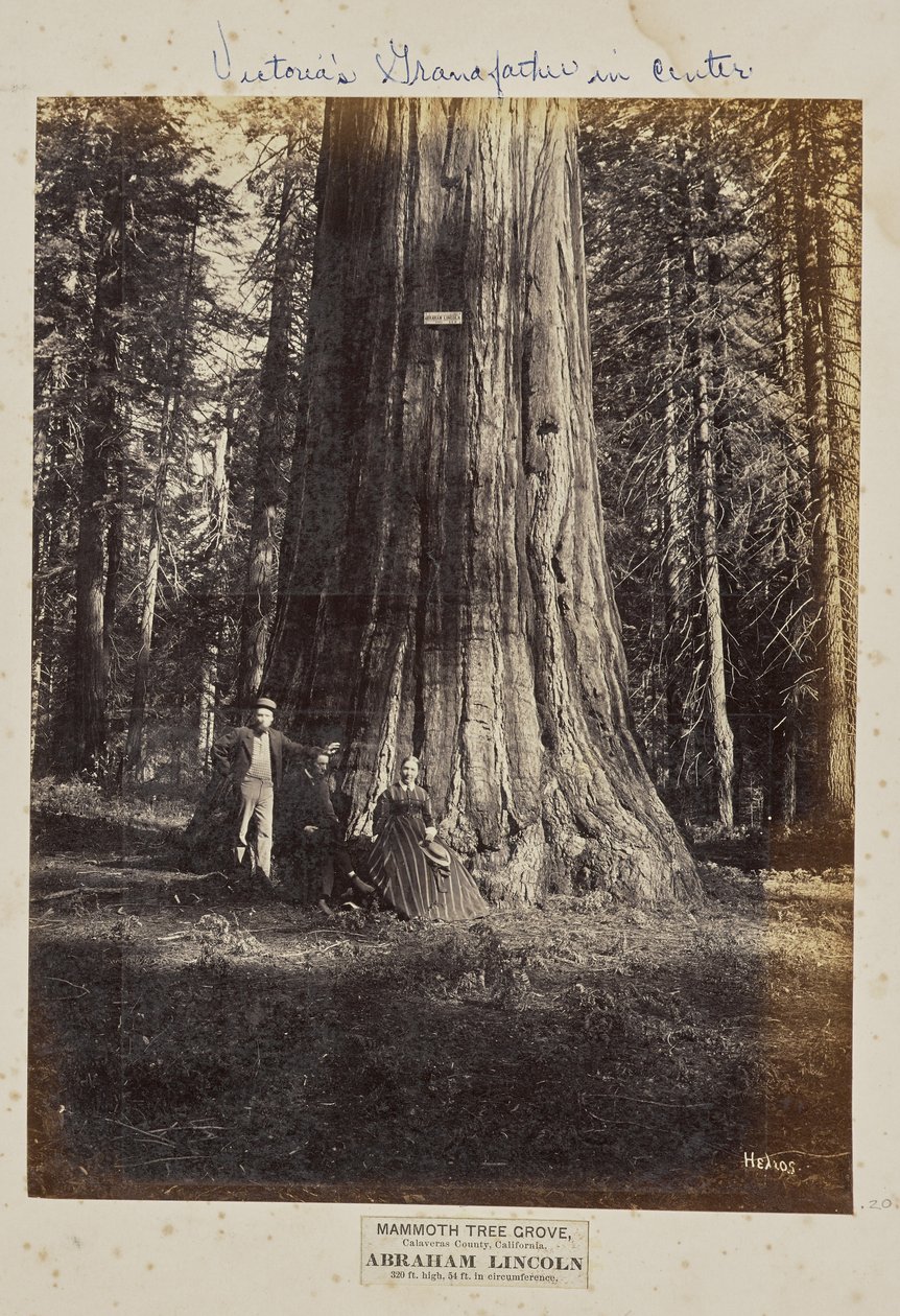 Mammoth Tree Grove, hrabstwo Calaveras, Kalifornia. Abraham Lincoln. 320 stóp wysokości, 54 stopy obwodu autorstwa Eadweard J. Muybridge
