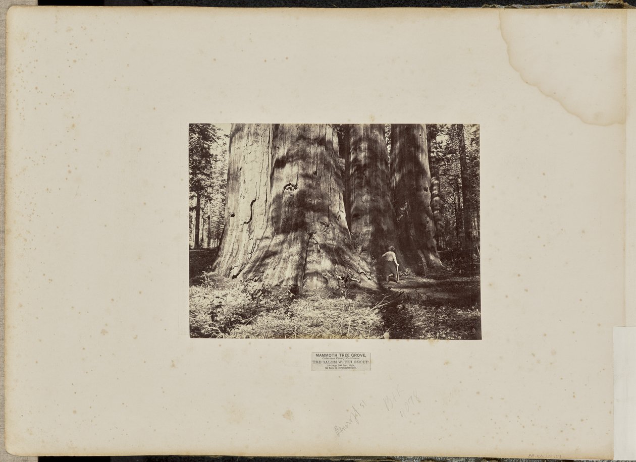 Mammoth Tree Grove, hrabstwo Calaveras, Kalifornia. Grupa czarownic z Salem. Średnia wysokość 300 stóp, obwód 65 stóp autorstwa Eadweard J. Muybridge