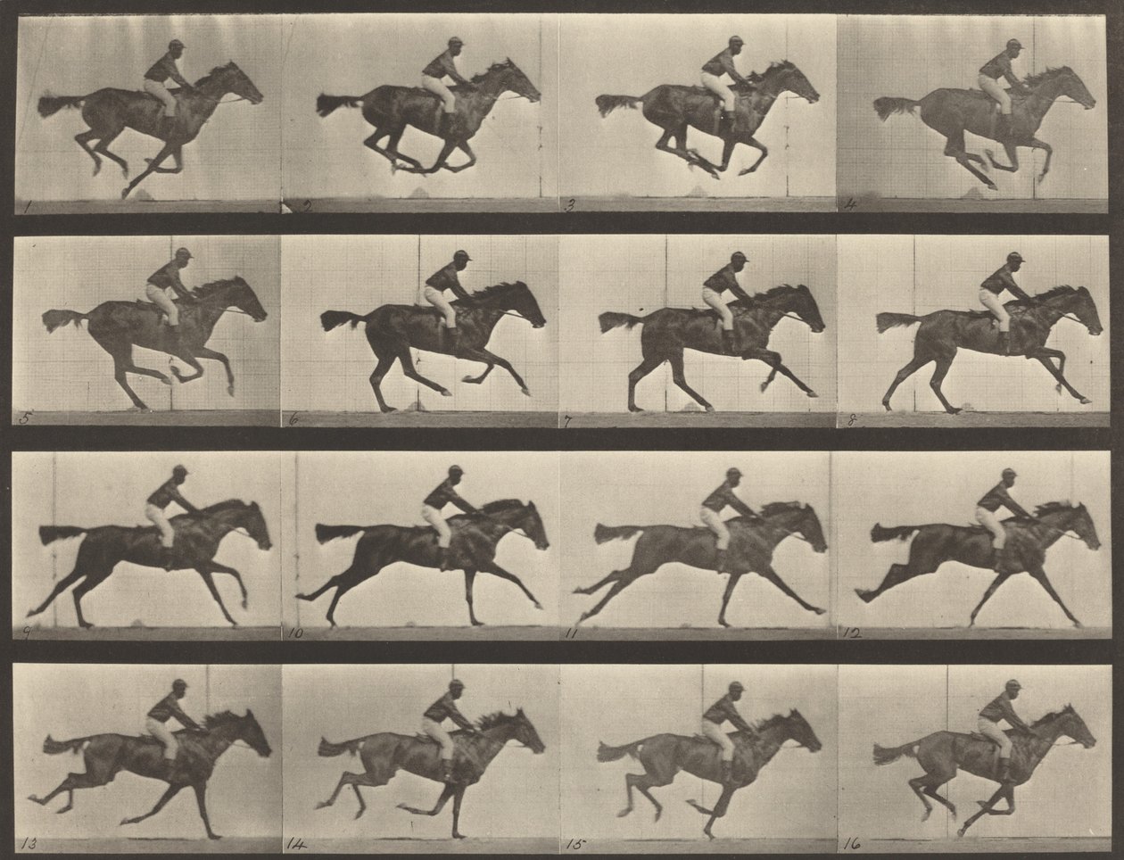 Numer rejestracyjny 626. Galop, klacz czystej krwi gniadej, Annie G., 1887. autorstwa Eadweard Muybridge