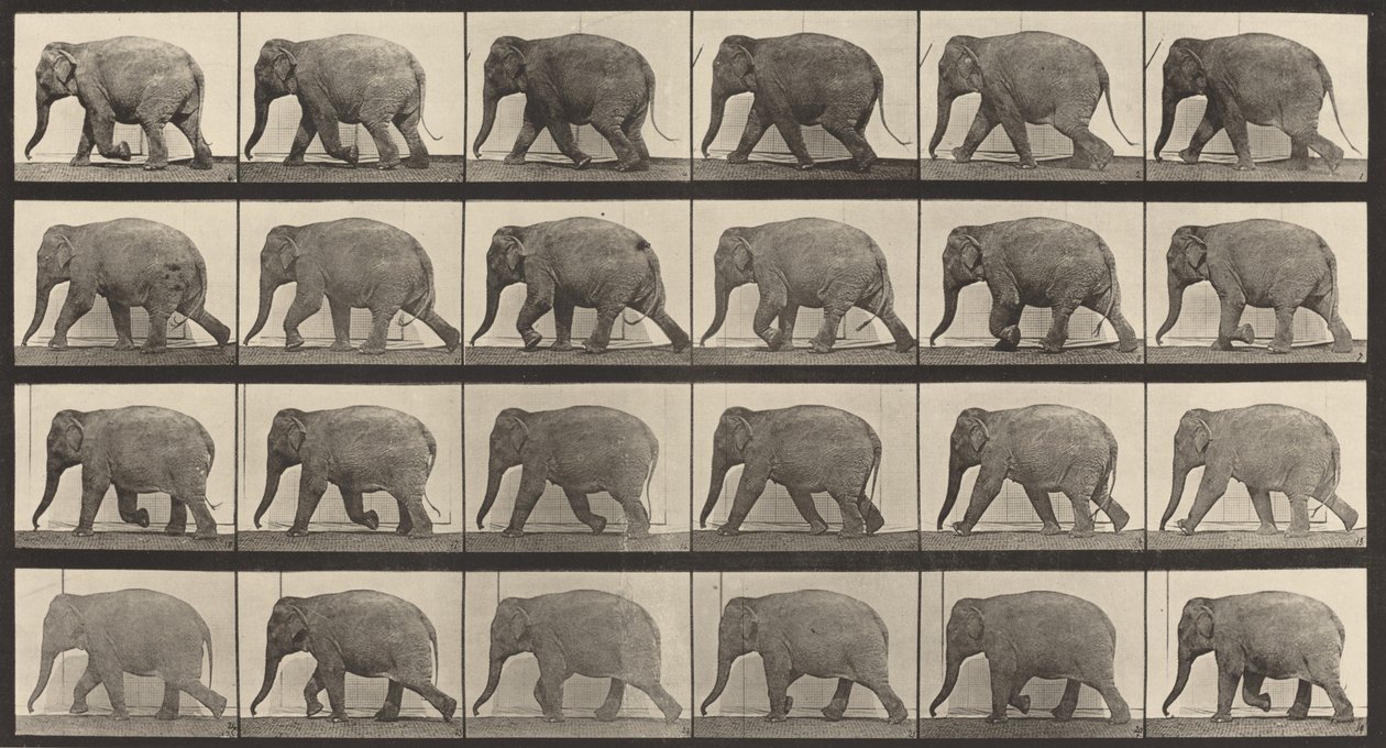 Numer rejestracyjny 733. Spacer na słoniach, 1887. autorstwa Eadweard Muybridge