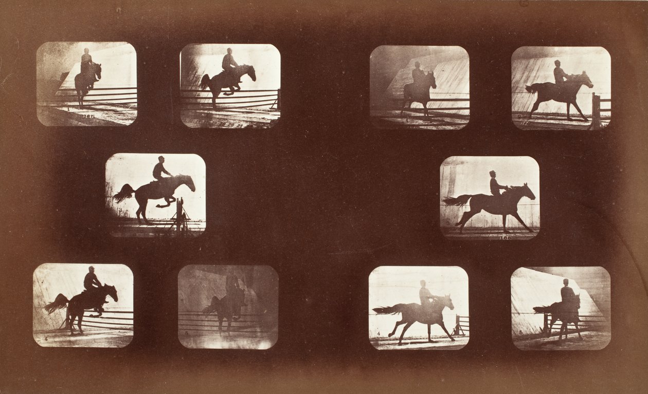 Ruch zwierząt (mężczyzna na koniu przez przeszkody) autorstwa Eadweard Muybridge