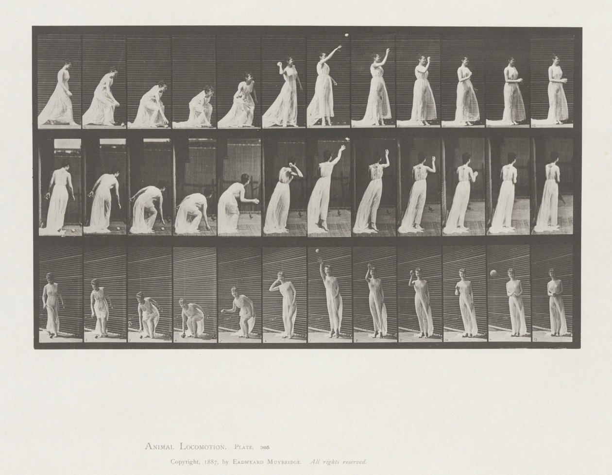 Lokomocja zwierząt, płyta 305 autorstwa Eadweard Muybridge