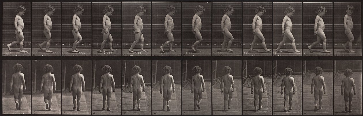 Lokomocja zwierząt, płyta 467 autorstwa Eadweard Muybridge