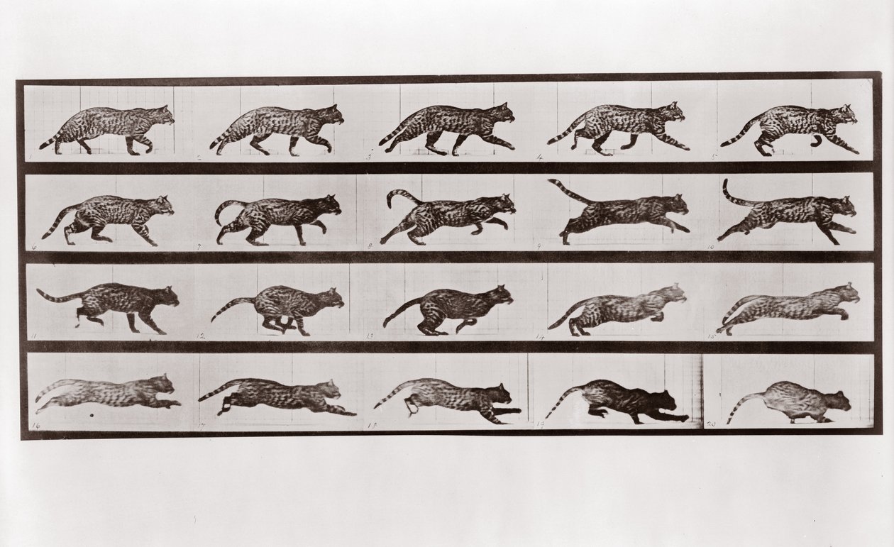 Kot kłus i galop, tabliczka 717 z Animal Locomotion, 1887 autorstwa Eadweard Muybridge