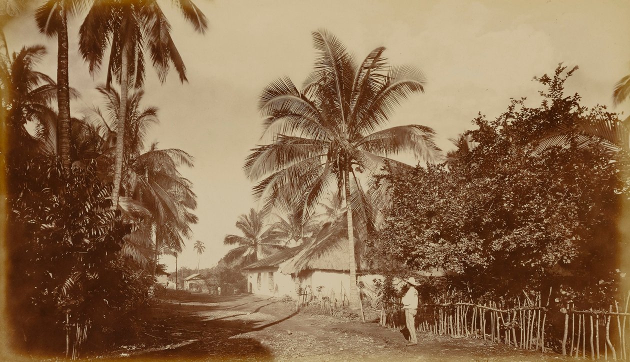 Palma kakaowa - Retalhuleu, Gwatemala autorstwa Eadweard Muybridge