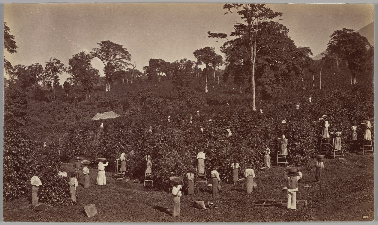 Zbiór kawy, Las Nubes – Gwatemala autorstwa Eadweard Muybridge