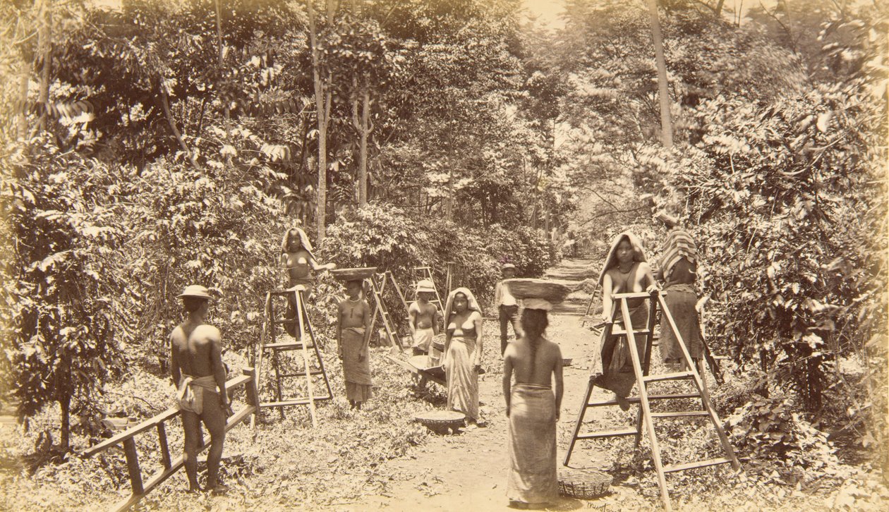 Zbiór kawy w San Isidro - wysokość 1000 stóp, Gwatemala autorstwa Eadweard Muybridge
