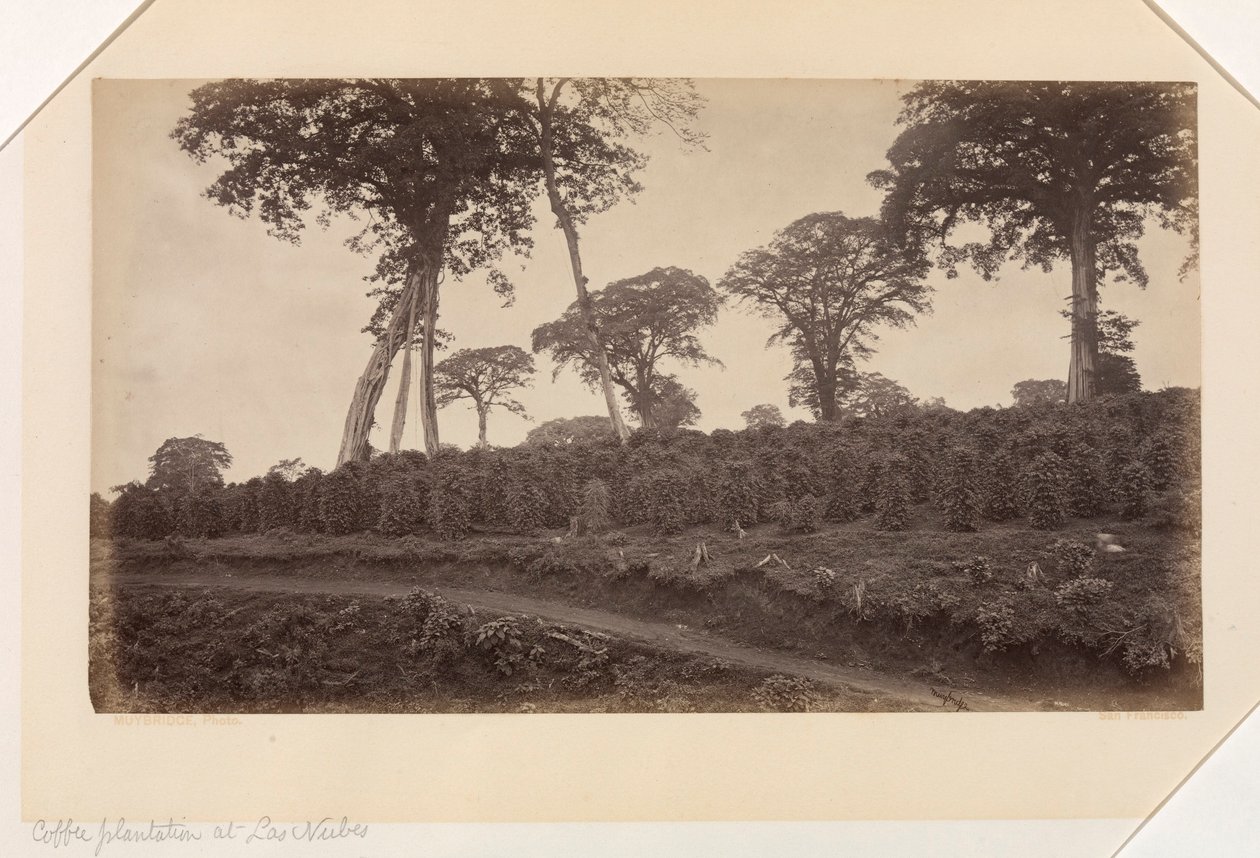 Plantacja kawy w Las Nubes, Gwatemala autorstwa Eadweard Muybridge