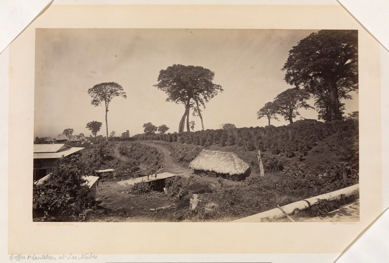Plantacja kawy w Las Nubes, Gwatemala autorstwa Eadweard Muybridge
