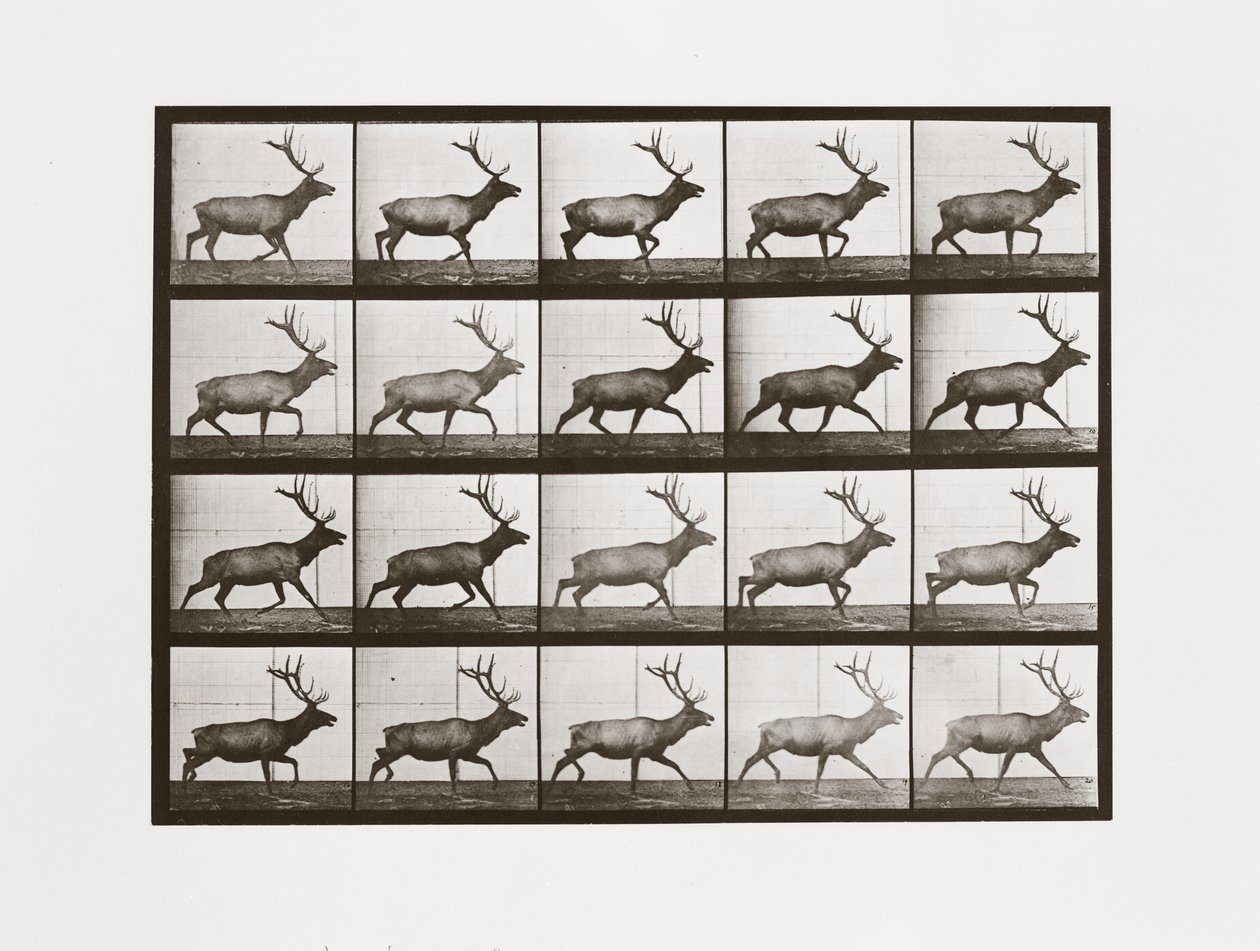 Łoś, płyta 692 z lokomocji zwierzęcej, 1887 autorstwa Eadweard Muybridge
