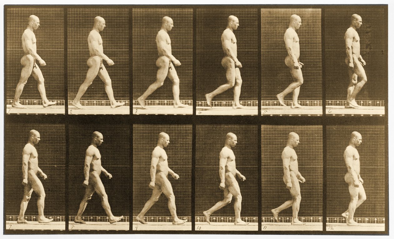 Sekwencja obrazów chodzącego nagiego mężczyzny, seria „Animal Locomotion”, c.1881 (zdjęcie czarno-białe) autorstwa Eadweard Muybridge