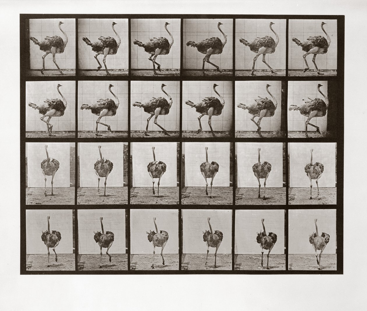 Biegnący struś, płyta 772 z Animal Locomotion, 1887 autorstwa Eadweard Muybridge