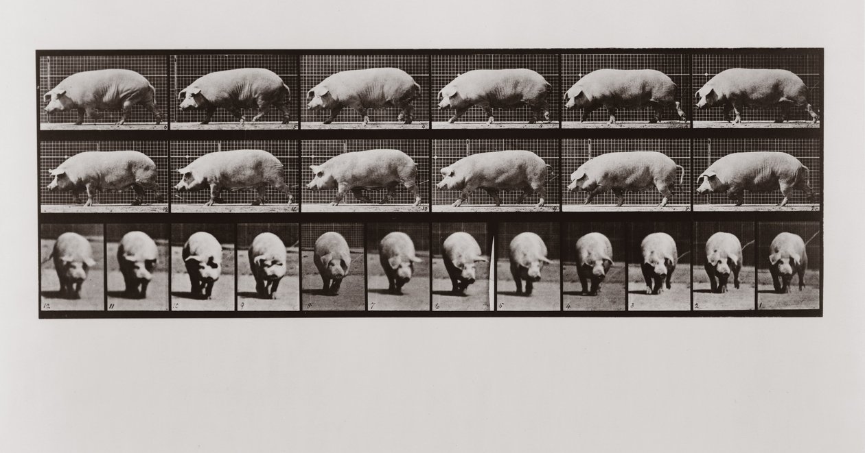 Spacer po świniach, tablica 673 z lokomotywy zwierząt, 1887 autorstwa Eadweard Muybridge
