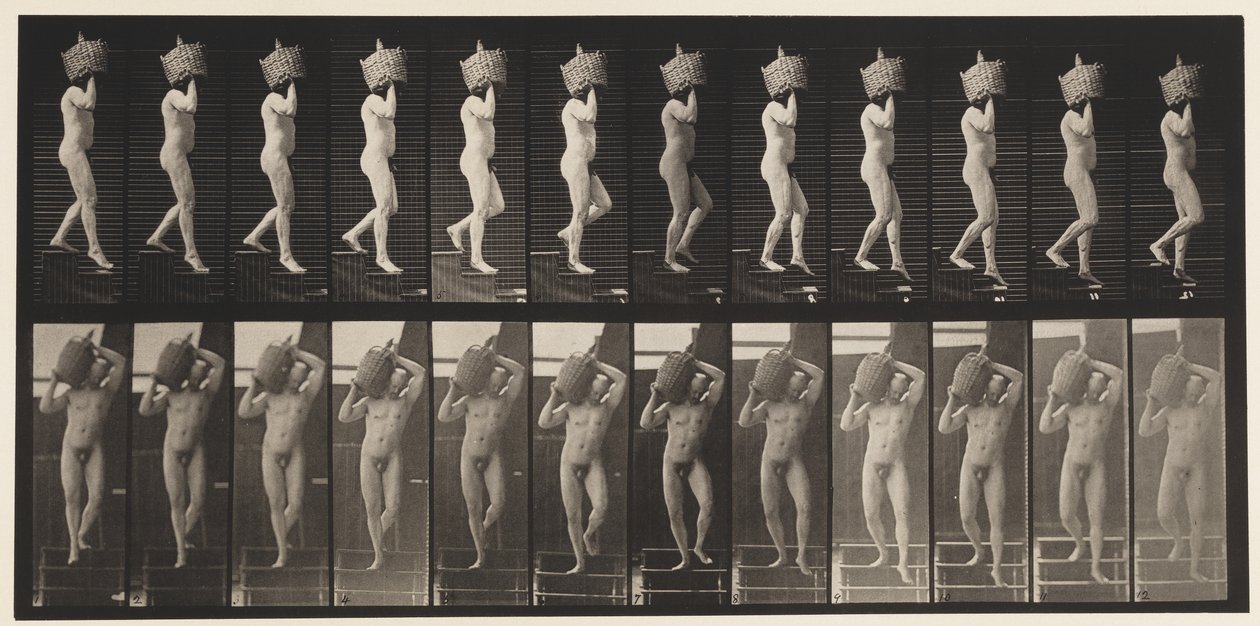 Tablica 136. Schody schodzące Pełny gąsior na ramieniu, 1872-1885 autorstwa Eadweard Muybridge