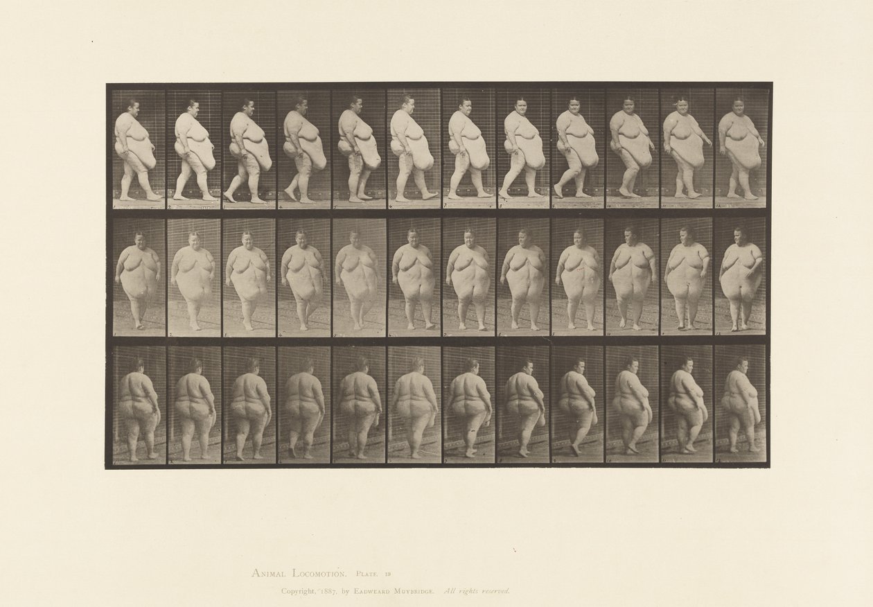 Płyta 19. Chodzenie, rozpoczęcie odwracania się autorstwa Eadweard Muybridge