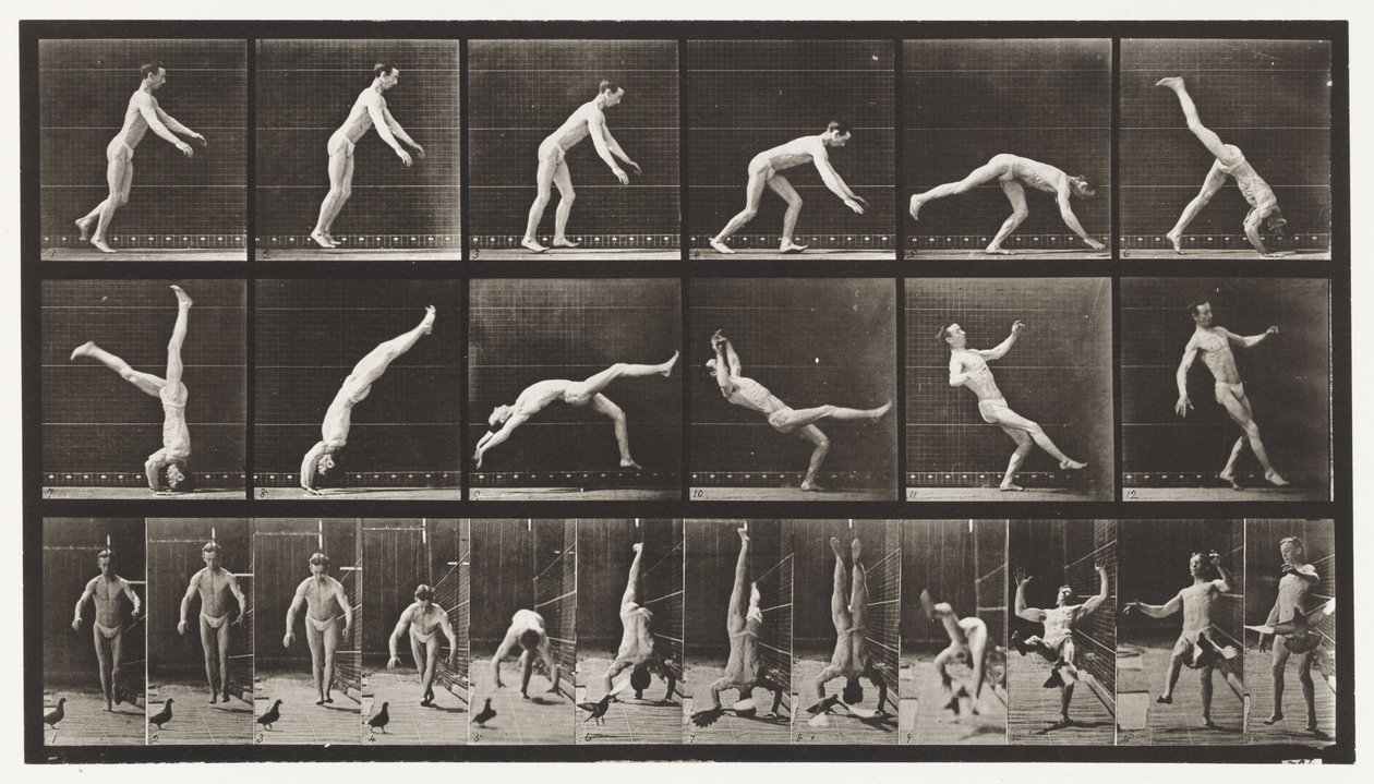 Płyta 365. Sprężyna na głowę, wtrącający się latający gołąb autorstwa Eadweard Muybridge
