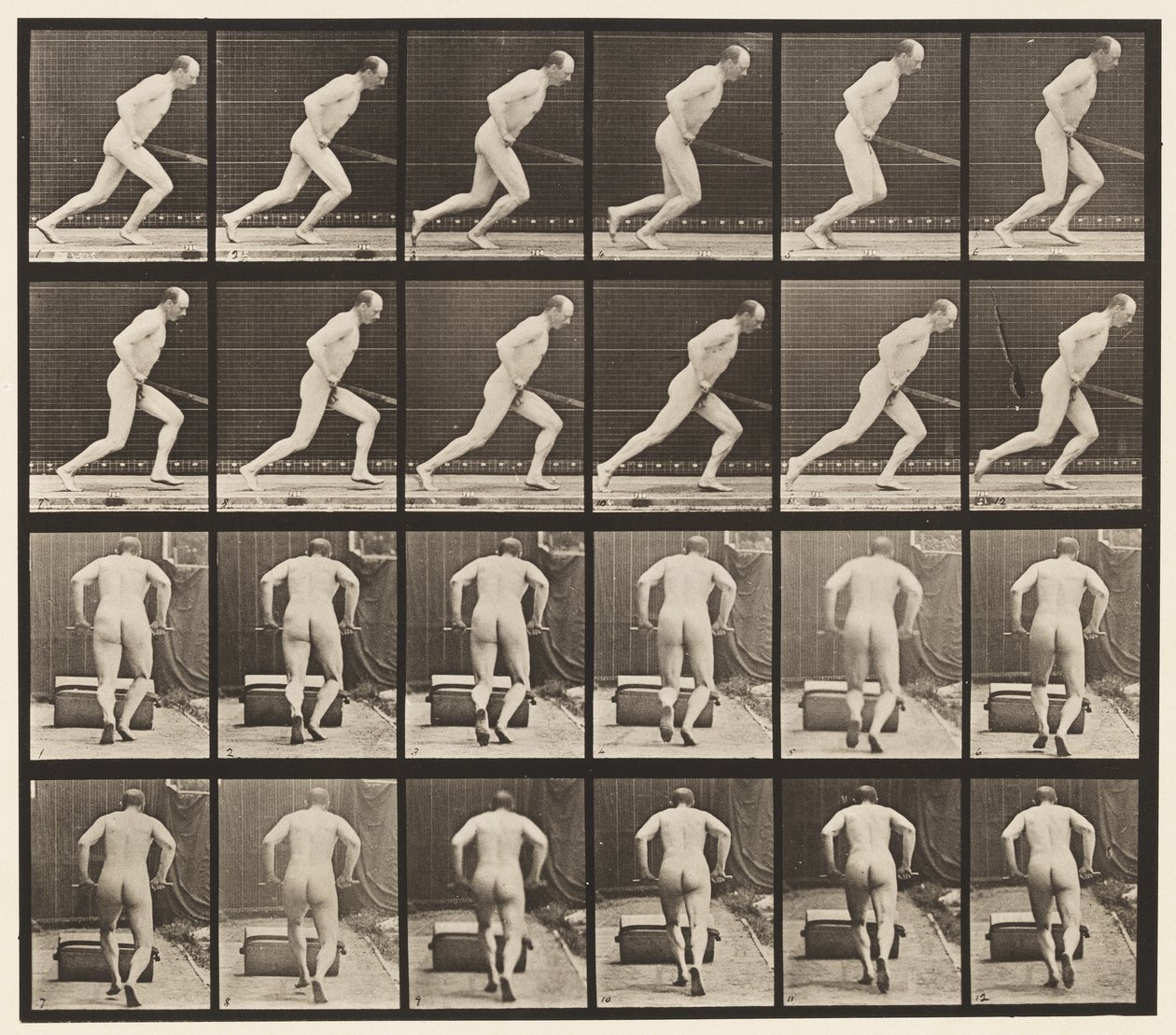 Płyta 393. Pchanie wałka ogrodowego, 1872-1885 autorstwa Eadweard Muybridge