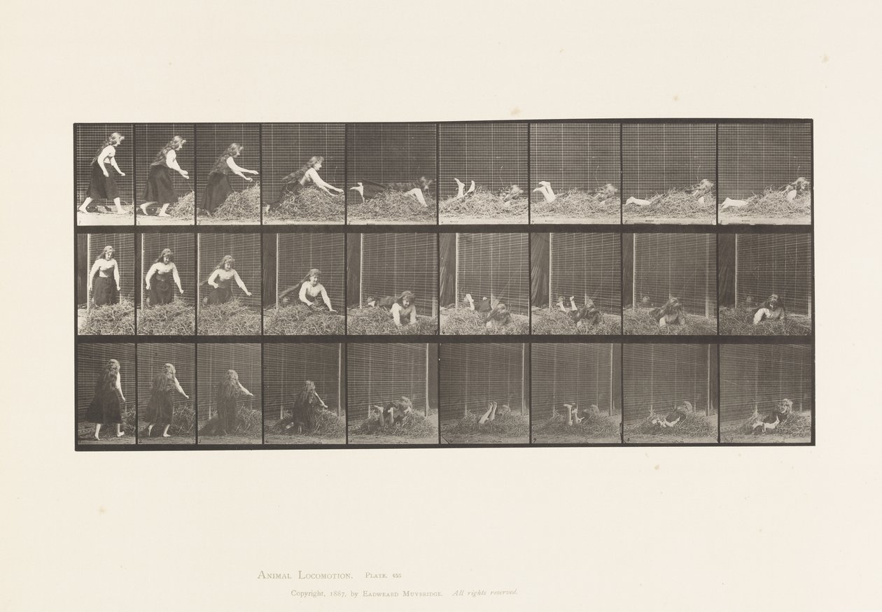Płyta 455. Rzucanie się na stertę siana autorstwa Eadweard Muybridge