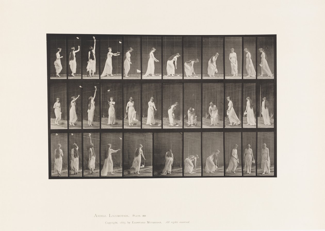 Płyta 463. Sięganie, pochylanie się i obracanie, 1885 autorstwa Eadweard Muybridge