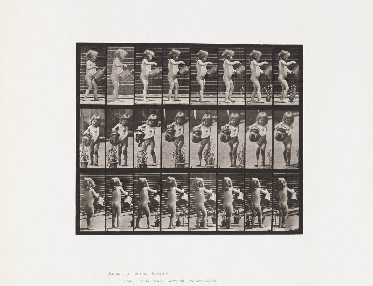 Talerz 478.Dziecko, spryskiwanie wodą niektórych kwiatów, 1885 autorstwa Eadweard Muybridge