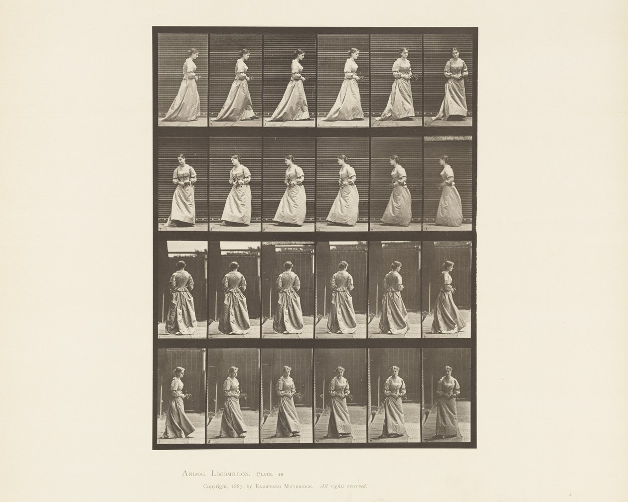 Tablica 48. Chodzenie i obracanie się Bukiet na obie ręce, 1885 autorstwa Eadweard Muybridge