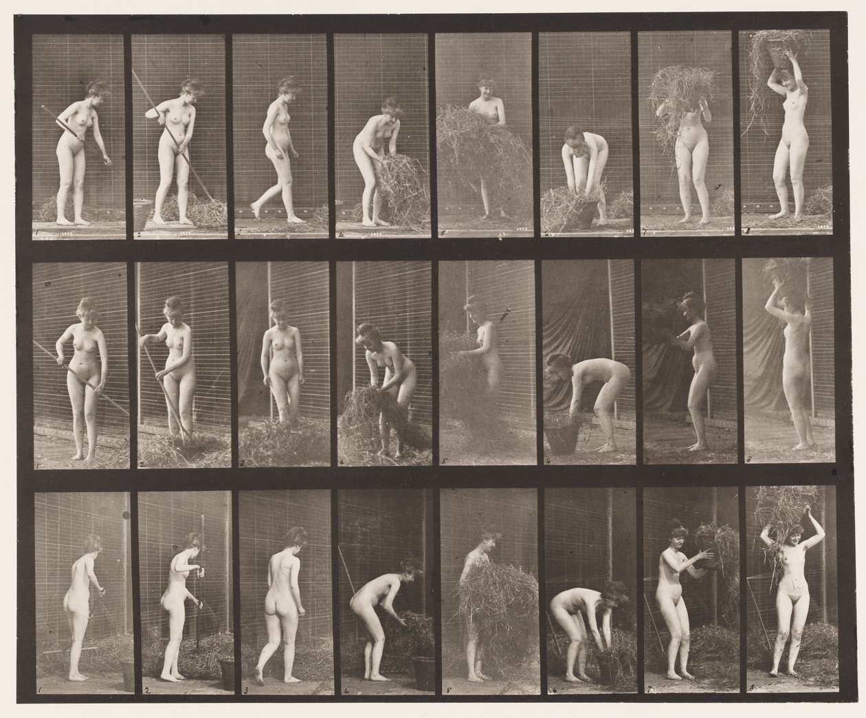 Tabliczka 499. Grabienie i pakowanie siana, 1872-1885 autorstwa Eadweard Muybridge