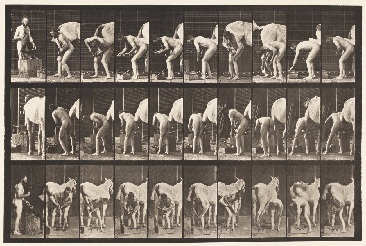 Tabliczka 508. Podkuwanie konia autorstwa Eadweard Muybridge