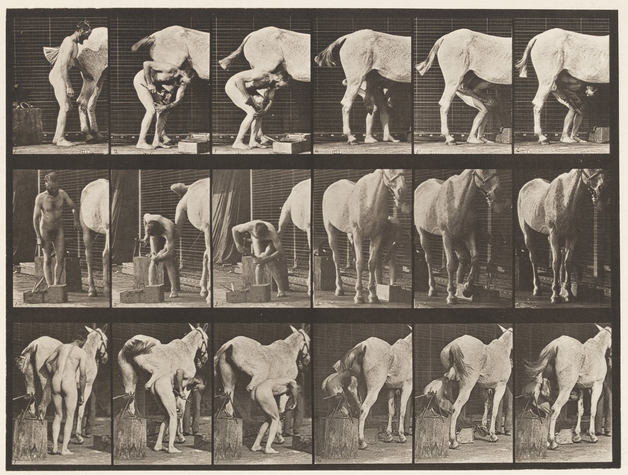 Tabliczka 509. Podkuwanie konia autorstwa Eadweard Muybridge