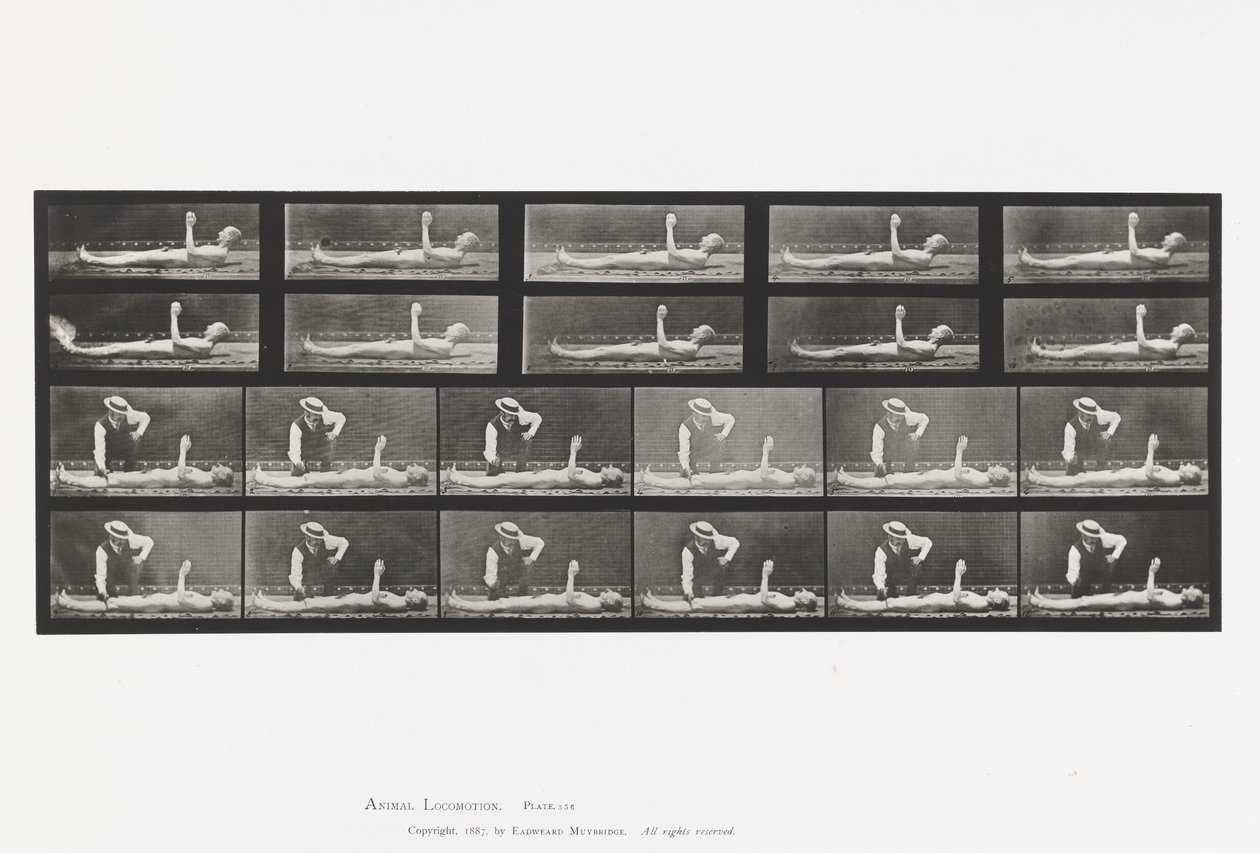 Płyta 556.Pląsawica miejscowa; A, B, leżąc autorstwa Eadweard Muybridge