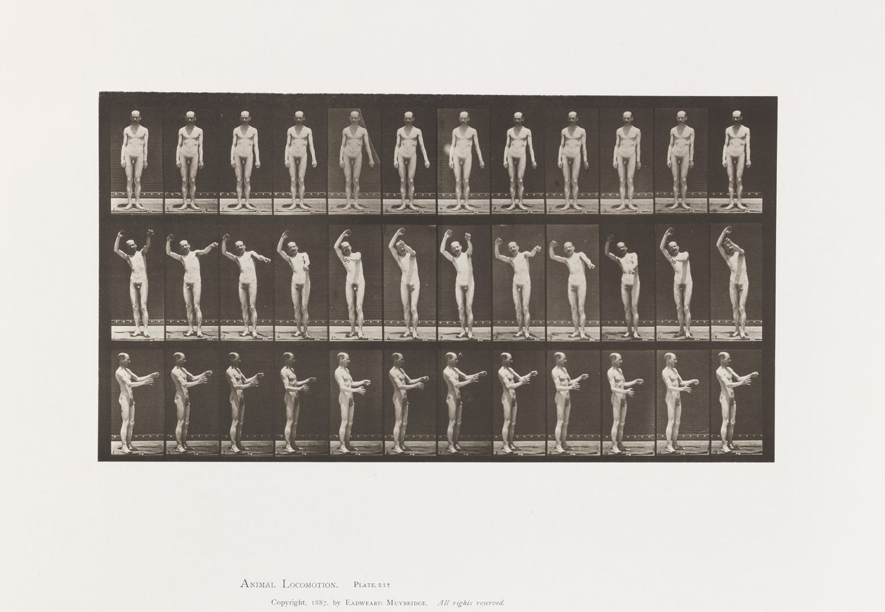 Płyta 557.Pląsawica miejscowa; A, B, C, Stojąc, 1885 autorstwa Eadweard Muybridge